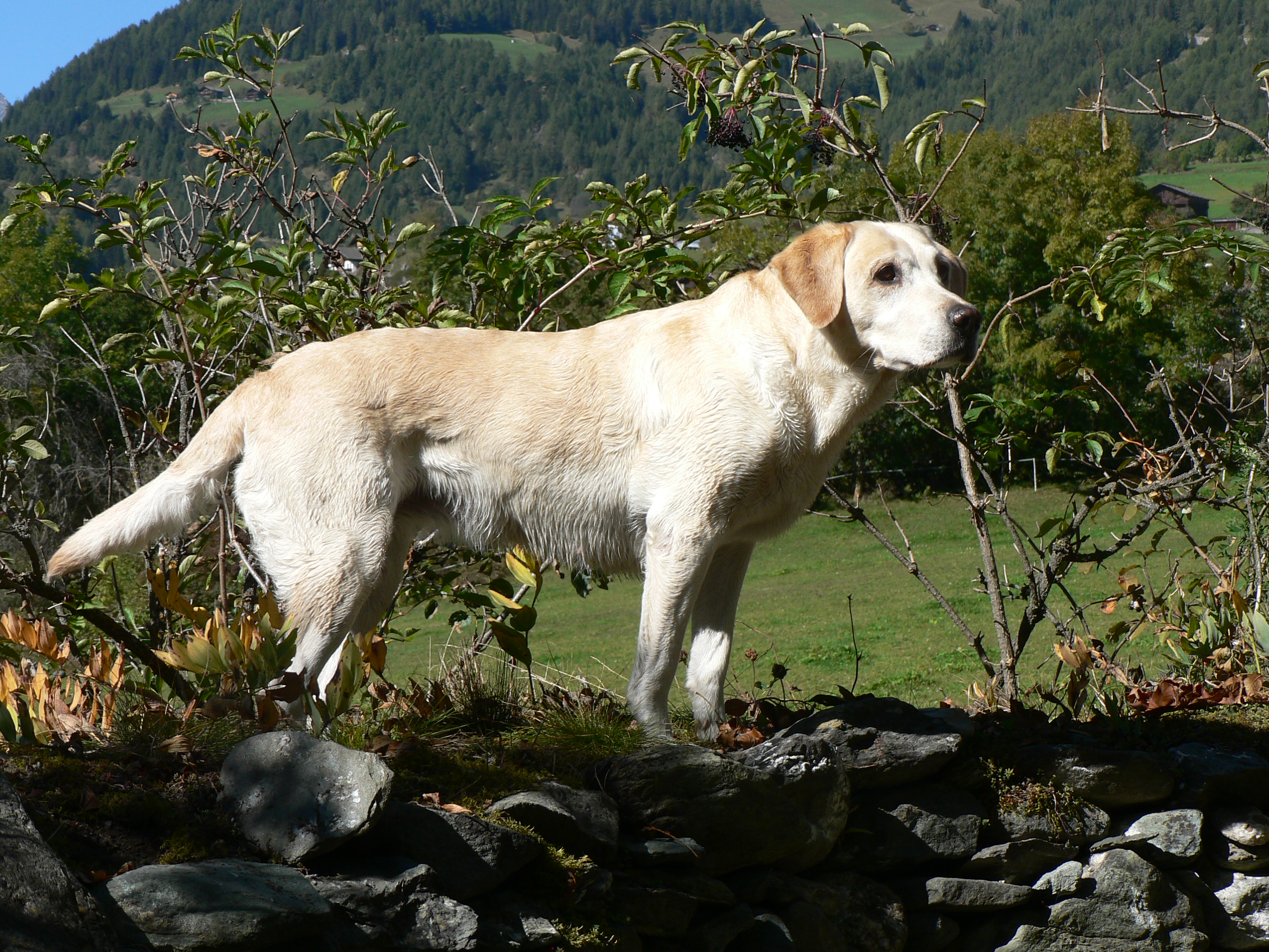 Claaske vom Keien Fenn.jpg